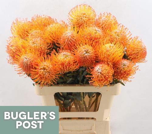Leucospermum Ayoba Sun