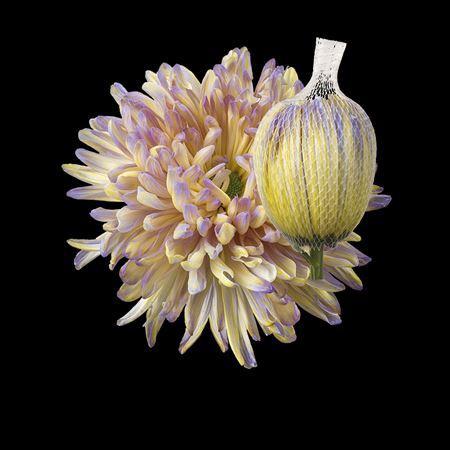 Chrysanthemum (Indicum Grp) geplozen Antonov kleurbehandeld H%