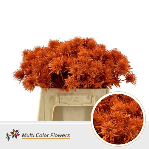 Eryngium alpinum kleurbehandeld H%