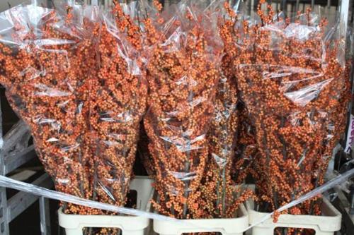 Ilex verticillata 'La Range'