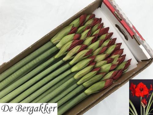 Hippeastrum Galaxy Grp 'Red Lion'