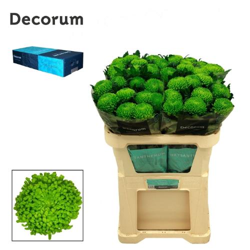 Chrysanthemum (Indicum Grp) geplozen Alemani