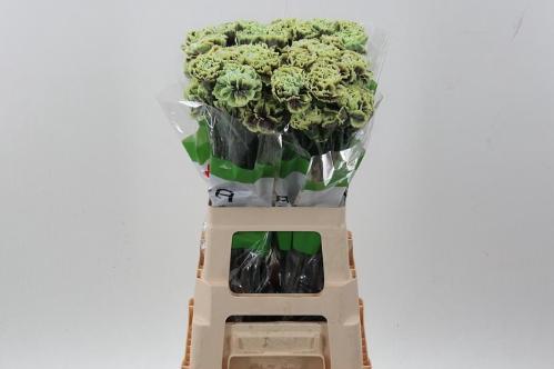 Dianthus standaard kleurbehandeld H%