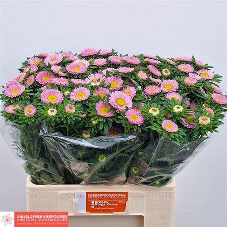 Callistephus chinensis 'Matsumoto Pink'
