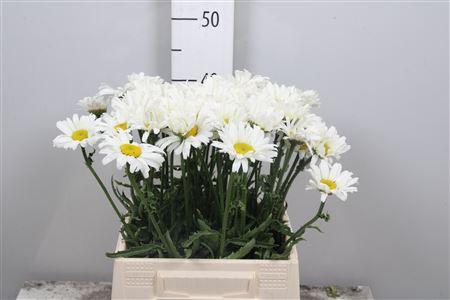 Leucanthemum vulgare overig