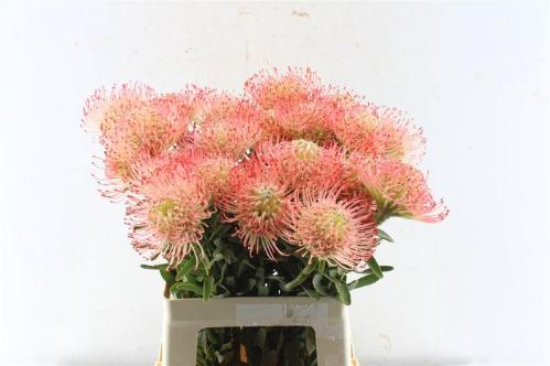 Leucospermum Ayoba Pink