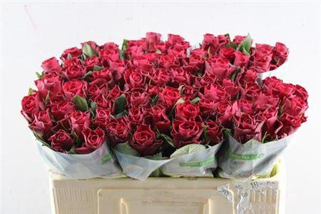 Rosa grootbloemig Red Tacazzi+