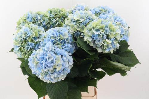 Hydrangea macrophylla 'Verena' (blauw classic)