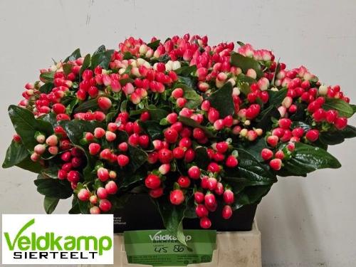 Hypericum x inodorum Magical Hotshot