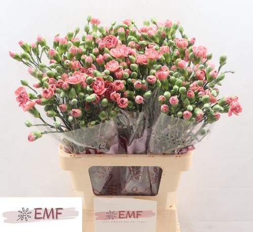 Dianthus tros Miss Rose