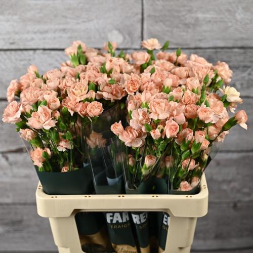 Dianthus tros Hamada