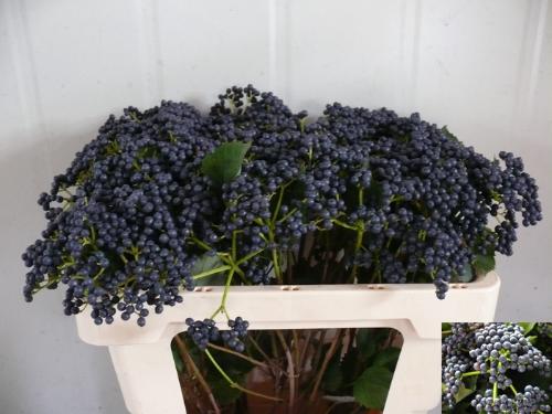 Viburnum dentatum per tak 'Blueberry Hill'
