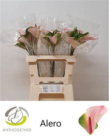 Anthurium Alero