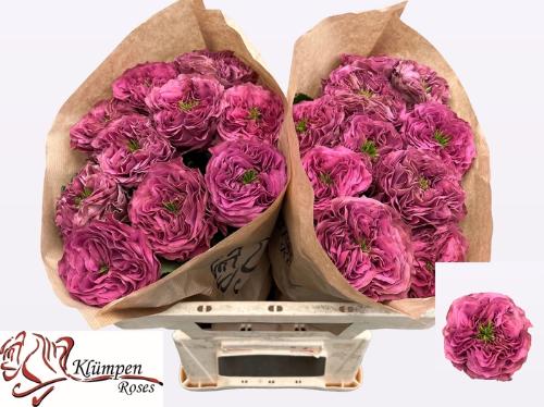 Rosa grootbloemig Purple Delight