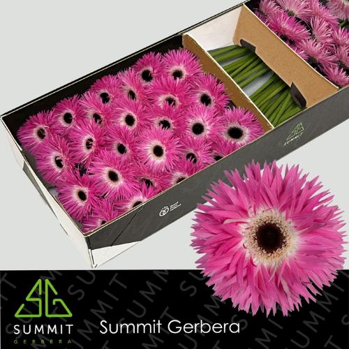 Gerbera grootbloemig spinvormig Stitch+