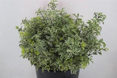 Pittosporum per bos