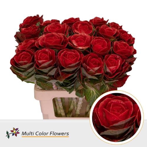 Brassica oleracea kleurbehandeld H%