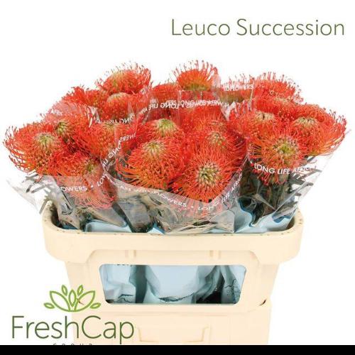 Leucospermum cordifolium 'Succession'