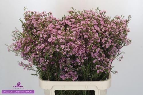 Chamelaucium uncinatum 'Wendy Rose'