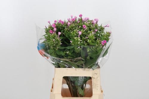 Phlox Paniculata Grp 'Cenura'