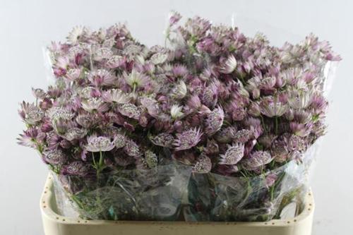 Astrantia major 'Star of Africa'