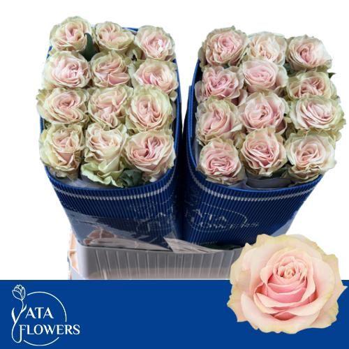 Rosa grootbloemig Pink Mondial