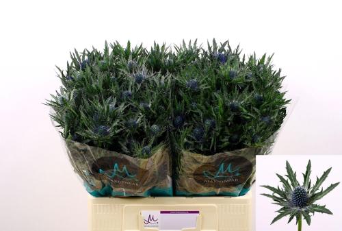 Eryngium Orion Questar