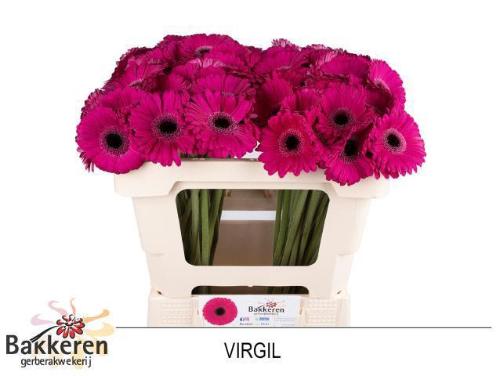 Gerbera mini Virgil+