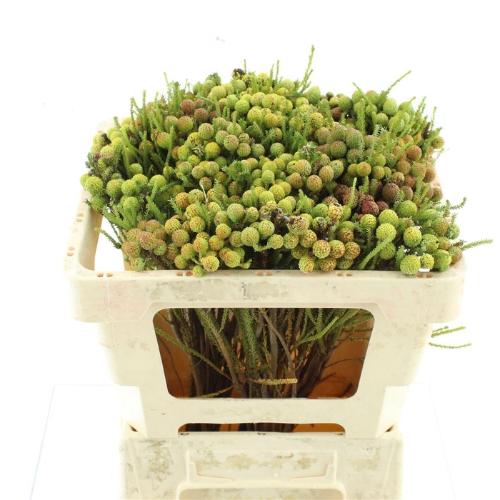 Berzelia abrotanoides