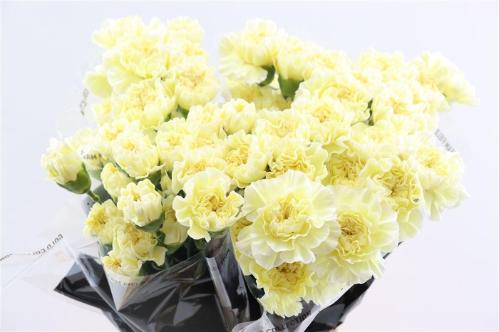 Dianthus standaard overig