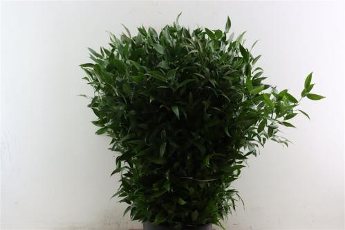 Ruscus aculeatus per bos
