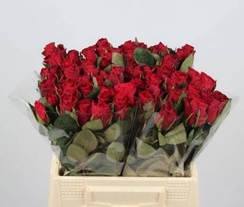 Rosa grootbloemig Red Tacazzi+