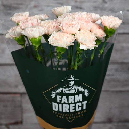 Dianthus standaard Brut