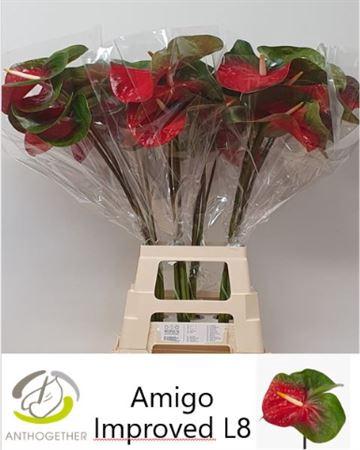 Anthurium Andreanum Grp Amigo Improved
