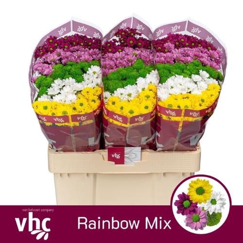 Chrysanthemum Indicum Grp tros santini gemengd