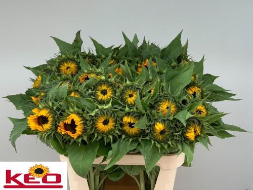 Helianthus annuus 'Sunrich Orange'