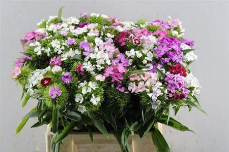 Dianthus barbatus gemengd