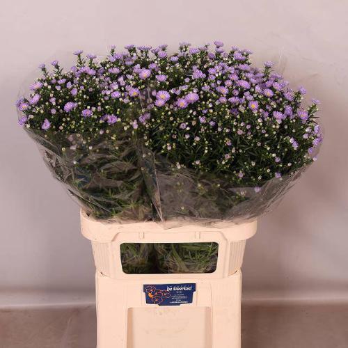 Aster Universum Grp 'Cassandra'