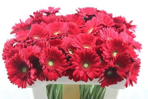 Gerbera mini Phoenix