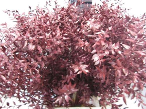 Ruscus kleurbehandeld H%