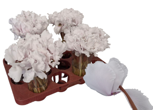 Cyclamen overig per bloem