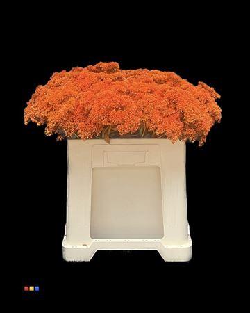 Sedum spectabile kleurbehandeld H%