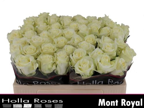Rosa grootbloemig Mont Royal