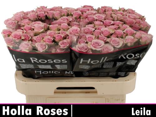 Rosa tros Leila