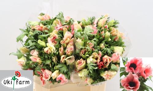 Anemone coronaria overig