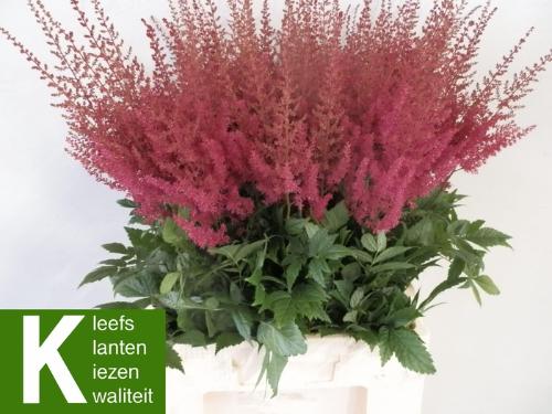 Astilbe Arendsii Grp 'Paul G