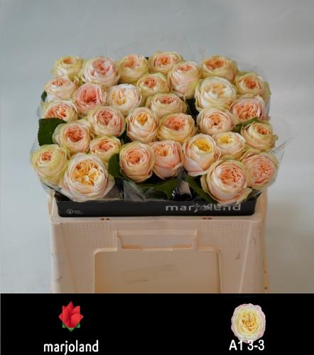 Rosa grootbloemig Priscilla!