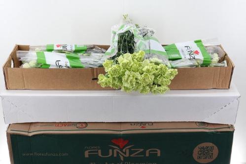 Dianthus standaard overig