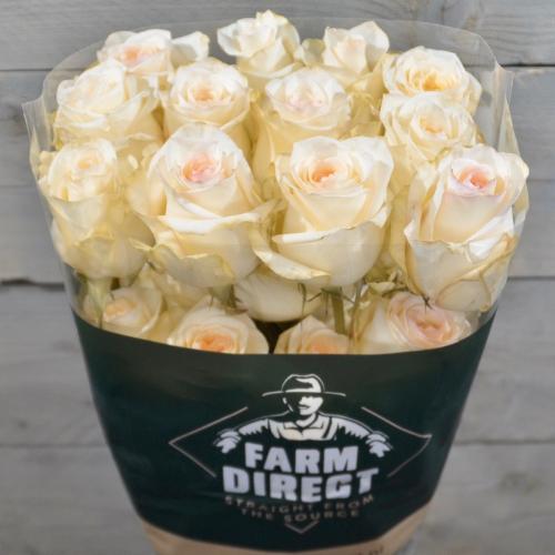 Rosa grootbloemig overig