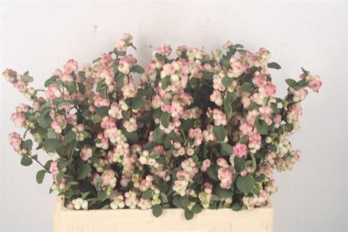 Symphoricarpos (Pink Berry Grp) Magical Red Riding Hood